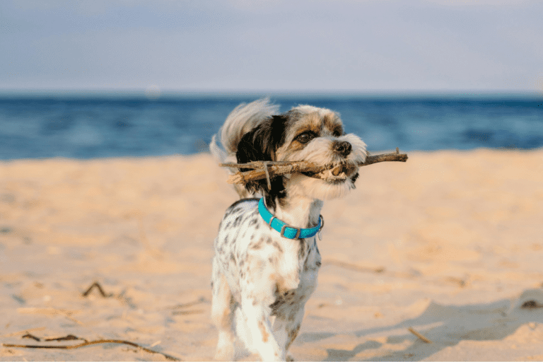 Sea Change With Your Furry Friend