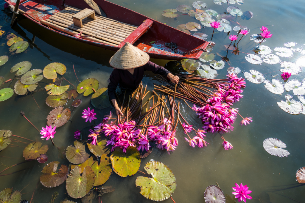 water lily in Vietnam