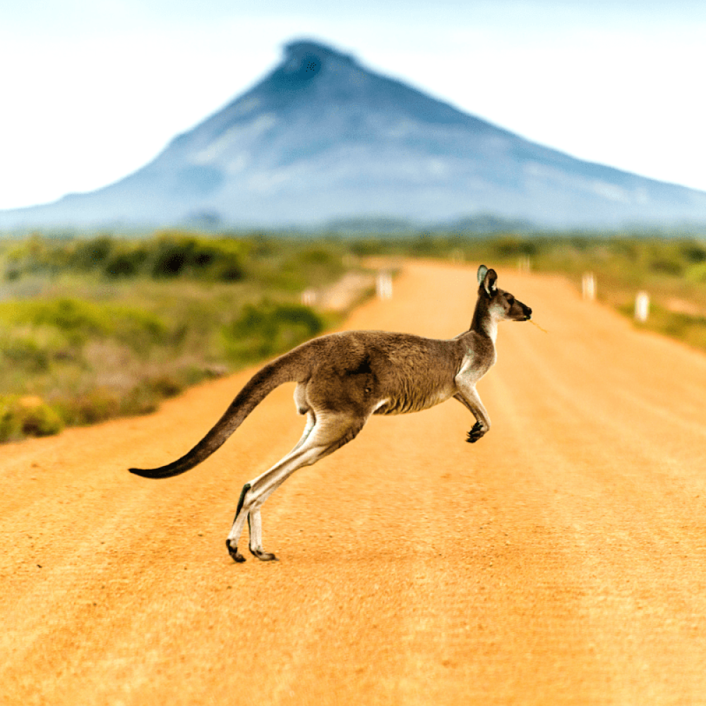 kangaroo in Australia